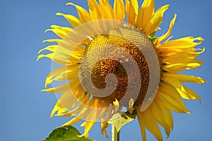 Beautiful flowers yellow sunflowers in summer.