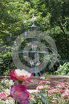 Roses with Fountain at Merrick Rose Garden photo
