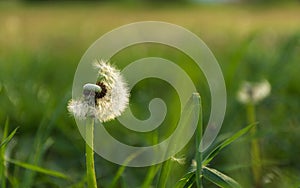 Beautiful flown dandelion on a blurred background