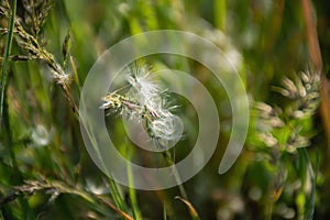 Beautiful flown dandelion on a blurred background photo