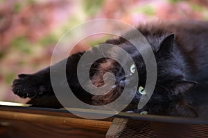 Beautiful fluffy black cat is lying on a glass table