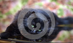 Beautiful fluffy black cat is lying on a glass table