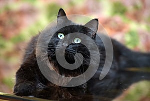 Beautiful fluffy black cat is lying on a glass table