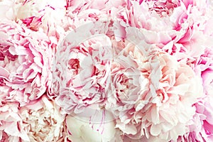 Beautiful fluffy bouquet of white pink peonies background. Holiday greeting card concept.