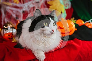 A beautiful fluffy cat of black and white color on a gloomy background with pumpkins and skeletons. Halloween decoration