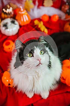 A beautiful fluffy cat of black and white color on a gloomy background with pumpkins and skeletons. Halloween decoration