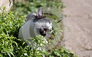 Beautiful, fluffy cat eating green grass. Horizontal