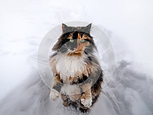 A beautiful fluffy cat with green eyes sits in the snow in cold weather. Winter frosts