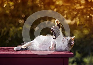 Beautiful fluffy cat is lying in the garden with a brush of ripe grapes in its paw