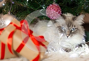 A beautiful fluffy cat is lying under the Christmas tree. Next to it are Christmas gifts