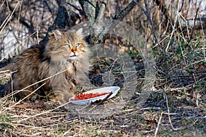 A beautiful fluffy cat prepares to dine outdoors in a spring park warming up in the sun