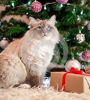 Beautiful fluffy cat sitting near the Christmas tree. Next to it are Christmas gifts