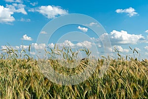 Beautiful fluffy clouds on a blue sky background over a field of young wheat. Summer countryside landscape. Natural agriculture.