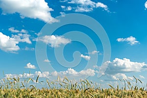 Beautiful fluffy clouds on a blue sky background over a field of young wheat. Summer countryside landscape. Natural agriculture.