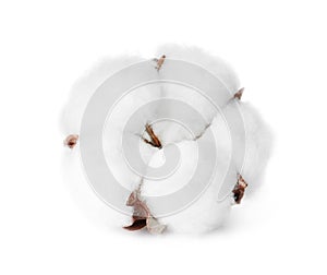 Beautiful fluffy cotton flower on background