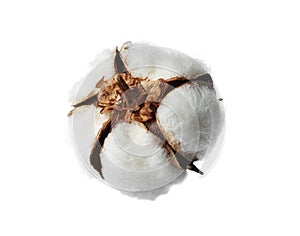 Beautiful fluffy cotton flower on background