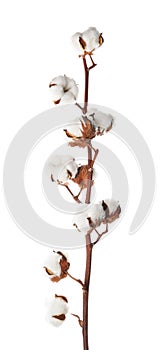 Beautiful fluffy cotton flowers on background