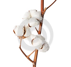 Beautiful fluffy cotton flowers on background