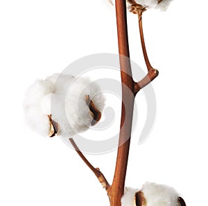 Beautiful fluffy cotton flowers on white