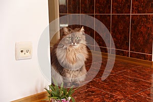 Beautiful fluffy curious longhaired grey angora cat sits at the