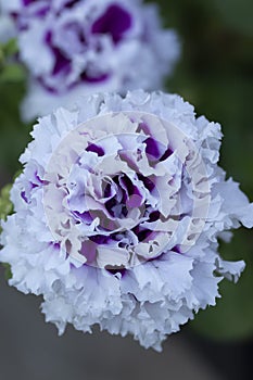 White and purple petunia Double piruet flower in the pot photo