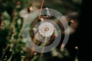 Beautiful fluffy dandelion flower blowball with seeds, spores in garden.