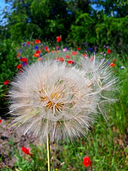 Beautiful, fluffy dandelion with flying seeds under a bright sun on a summer day