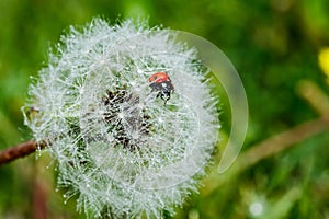 Beautiful fluffy dandelion with rain drops and ladybug against the green grass