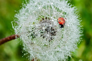 Beautiful fluffy dandelion with rain drops and ladybug against the green grass