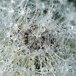 Beautiful fluffy dandelion with rain drops and seeds against the green grass