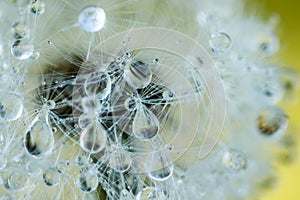 Beautiful fluffy dandelion with rain drops and seeds against the green grass