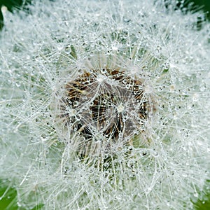 Beautiful fluffy dandelion with rain drops and seeds against the green grass