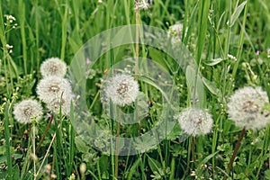 Beautiful fluffy dandelions in bright green grass