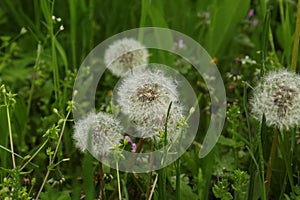 Beautiful fluffy dandelions in bright green grass