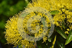 Beautiful fluffy eucalyptus flowers photo