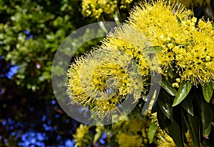 Beautiful fluffy eucalyptus flowers photo