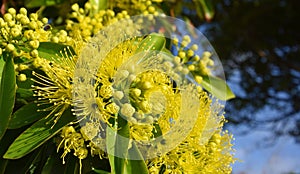Beautiful fluffy eucalyptus flowers photo