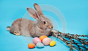 A beautiful fluffy gray cat with a bow on his neck sits on a blue background and looks at the camera. Lovely pet. Animal