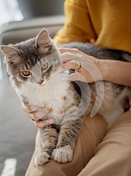 Beautiful fluffy gray cat sitting on the lap of the hostess at home on the couch, love, care and communication with pets