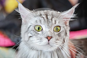 A beautiful fluffy gray pedigreed cat is surprised. Surprised animal