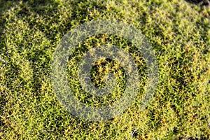 Beautiful fluffy green moss closeup.