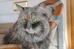 Beautiful fluffy grey cat with green eyes sits in a chair, cloes up