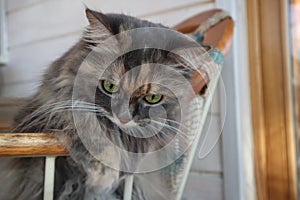 Beautiful fluffy grey cat with green eyes sits in a chair, cloes up