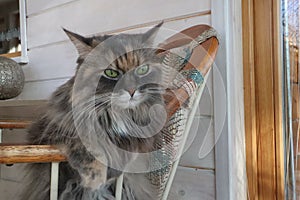 Beautiful fluffy grey cat with green eyes sits in a chair, cloes up