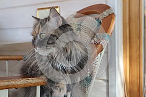 Beautiful fluffy grey cat with green eyes sits in a chair, cloes up