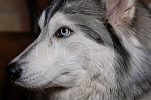 Beautiful fluffy husky sits on a brown leather sofa. portrait of a husky dog close up. adult husky dog