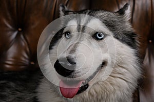 Beautiful fluffy husky sits on a brown leather sofa. portrait of a husky dog close up. adult husky dog