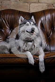 Beautiful fluffy husky sits on a brown leather sofa. portrait of a husky dog close up. adult husky dog