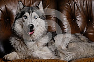 Beautiful fluffy husky sits on a brown leather sofa. portrait of a husky dog close up. adult husky dog