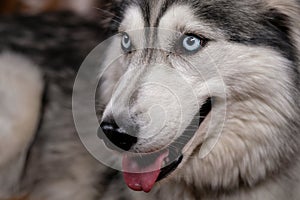 Beautiful fluffy husky sits on a brown leather sofa. portrait of a husky dog close up. adult husky dog